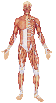 bodysystems - cyberscienceschool
